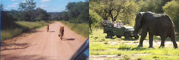 Kruger Park - África do Sul